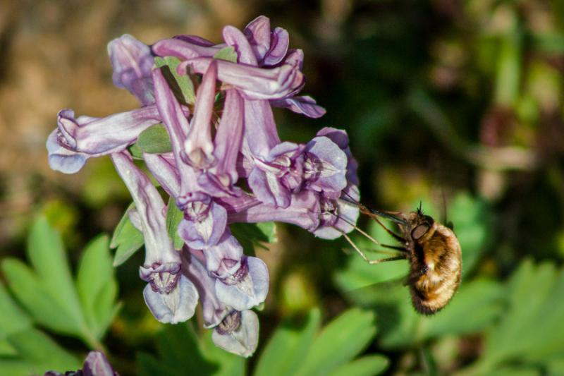 Wollschweber auf Lerchensporn Wollschweber auf Lerchensporn
