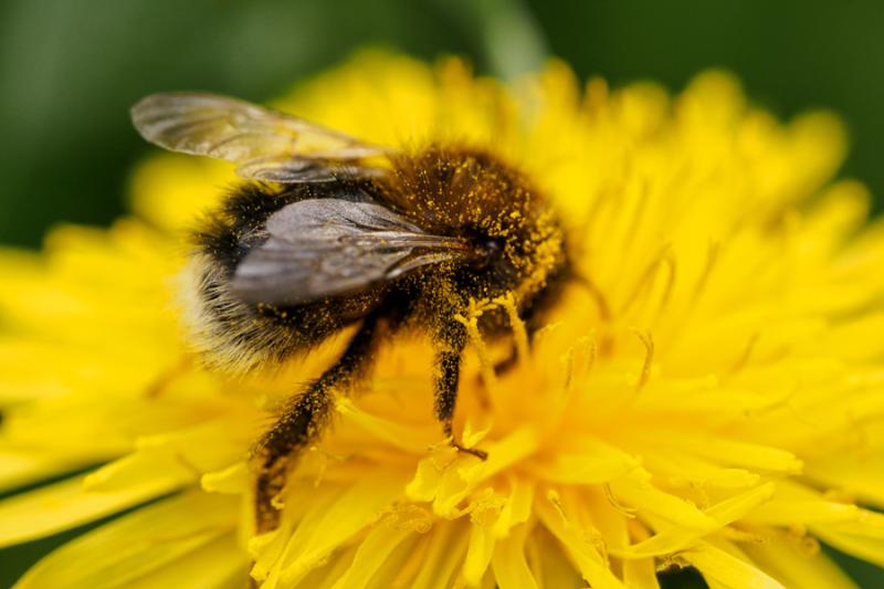 Hummel auf Löwenzahn Hummel auf Löwenzahn