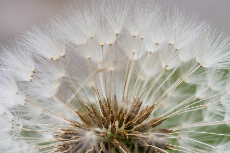 Pusteblume Pusteblume
