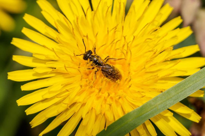 Wildbiene auf Löwenzahn Wildbiene auf Löwenzahn