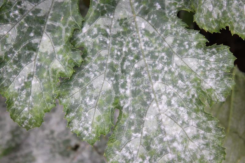 Echter Mehltau (c) Maja Dumat / flickr.com / CC BY 2.0 Echter Mehltau (c) Maja Dumat / flickr.com / CC BY 2.0