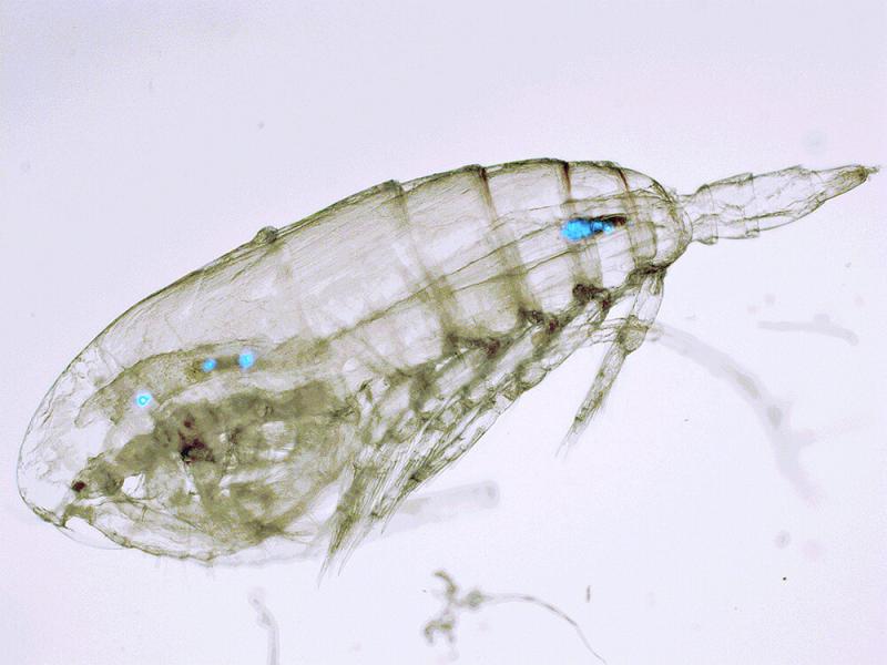 Microplastics eaten by Zooplankton (c) Matthew Cole / Plymouth Marine Laboratory