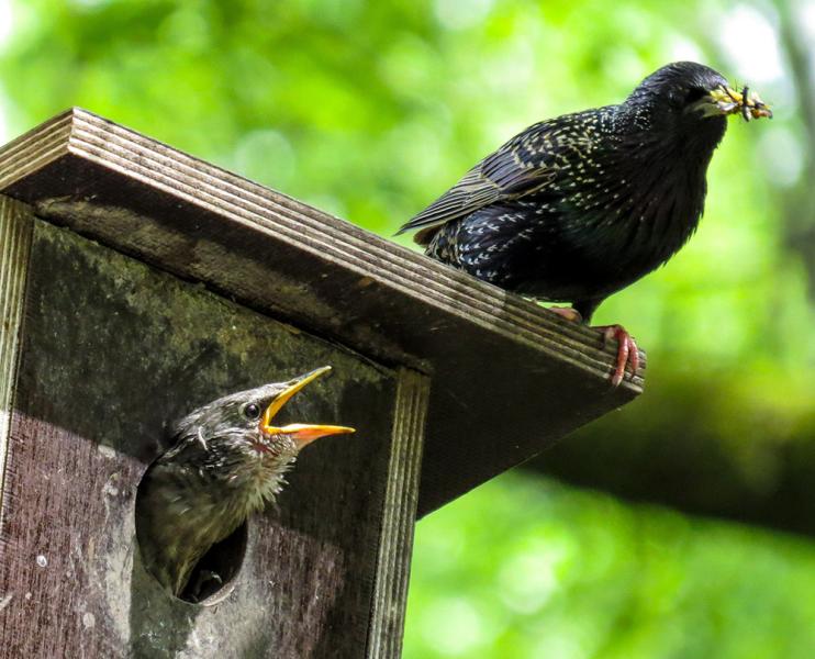 Nistkasten für Vögel Nistkasten für Vögel