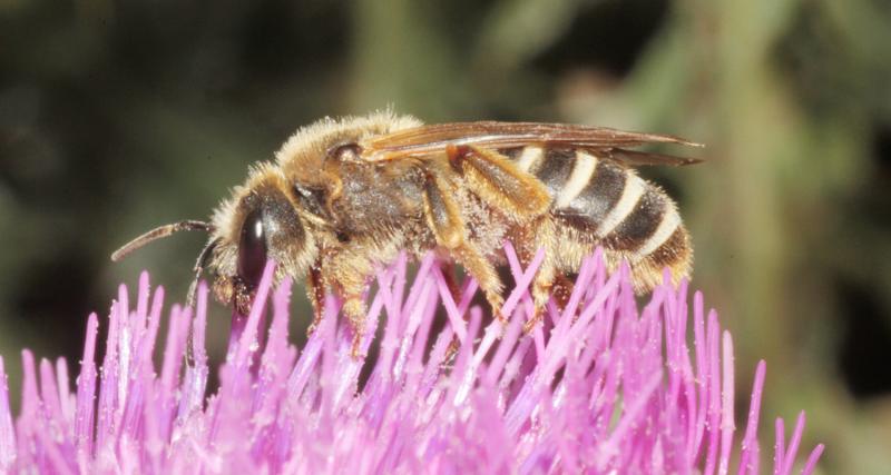 Sechsbindige Furchenbiene - Halictus sexcinctus (c) Heinz Wiesbauer Sechsbindige Furchenbiene - Halictus sexcinctus (c) Heinz Wiesbauer