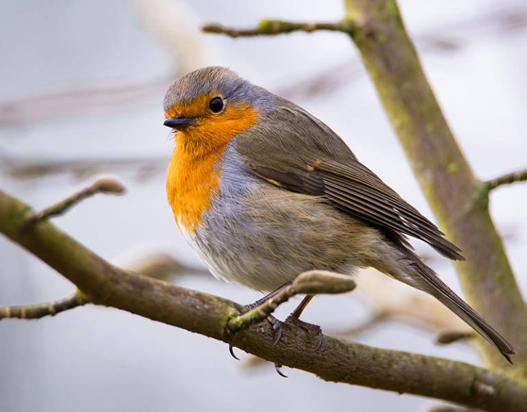 Rotkehlchen Rotkehlchen