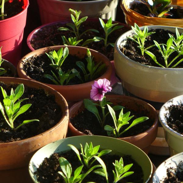 Unterschiedliche Blumentöpfe Unterschiedliche Blumentöpfe