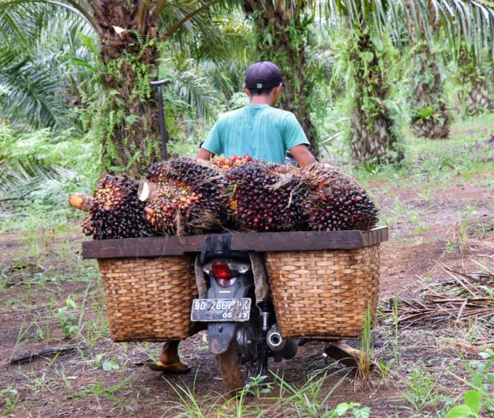 Geerntete Palmölfrüchte werden eingesammelt