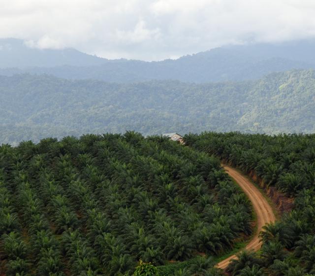 Palmölplantage in Indonesien