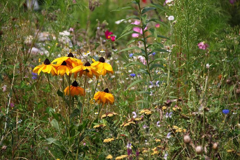 Blumenwiese im Garten von Frau Suppan Blumenwiese im Garten von Frau Suppan
