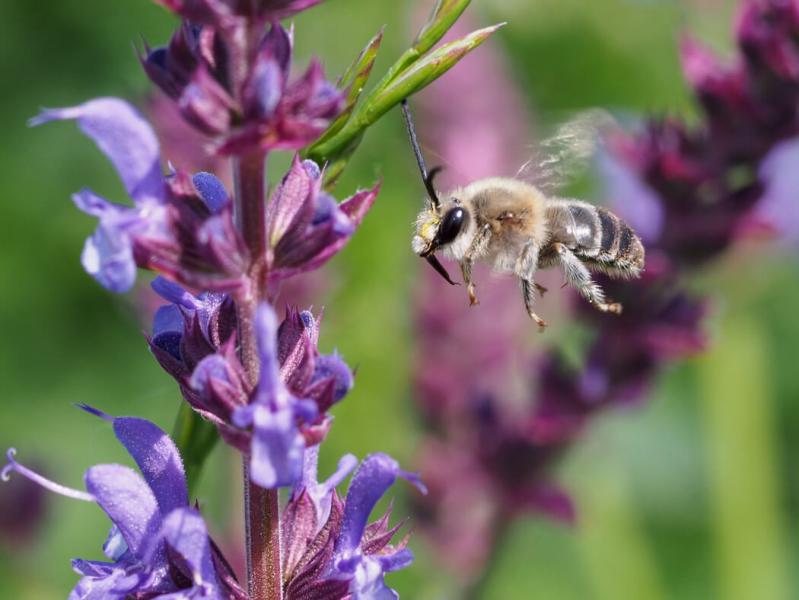 Biene auf Blume