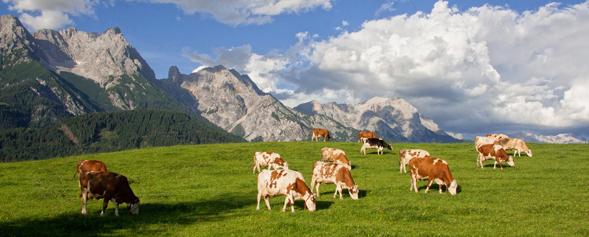 Alm in Österreich Alm in Österreich