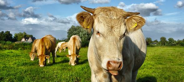Klimaschädliche Rinder Klimaschädliche Rinder