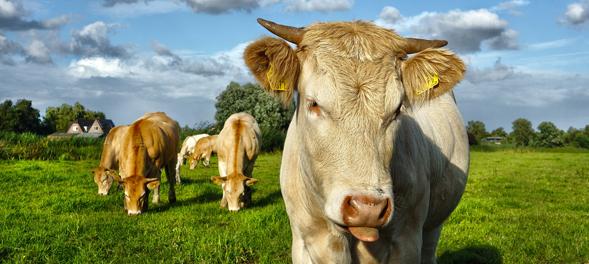 Klimaschädliche Rinder