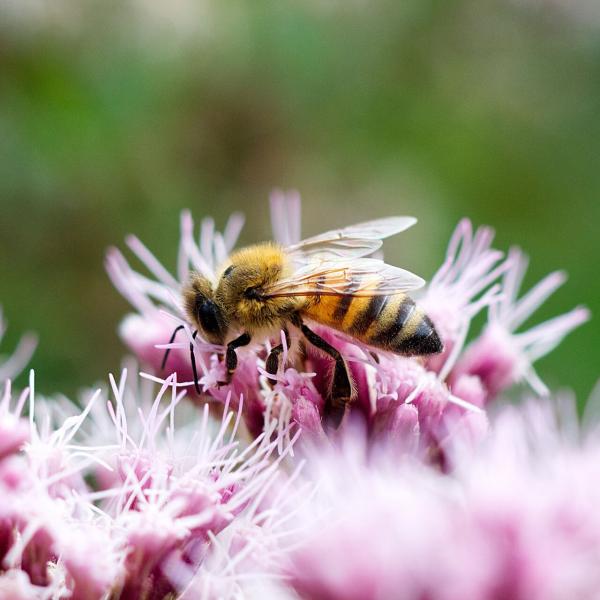 Bienen in den Garten holen Biene