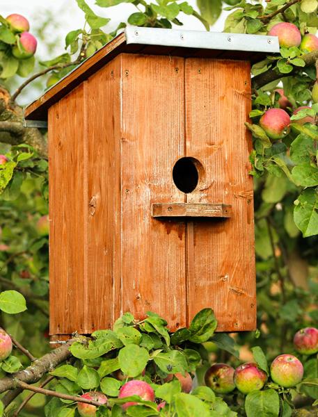 Vogelhäuschen Vogelhäuschen