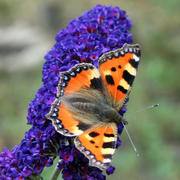 Schmetterlinge in den Garten holen Schmetterling