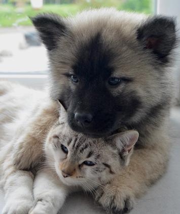 Fleischkonsum von Haustiere Fleischkonsum von Haustiere