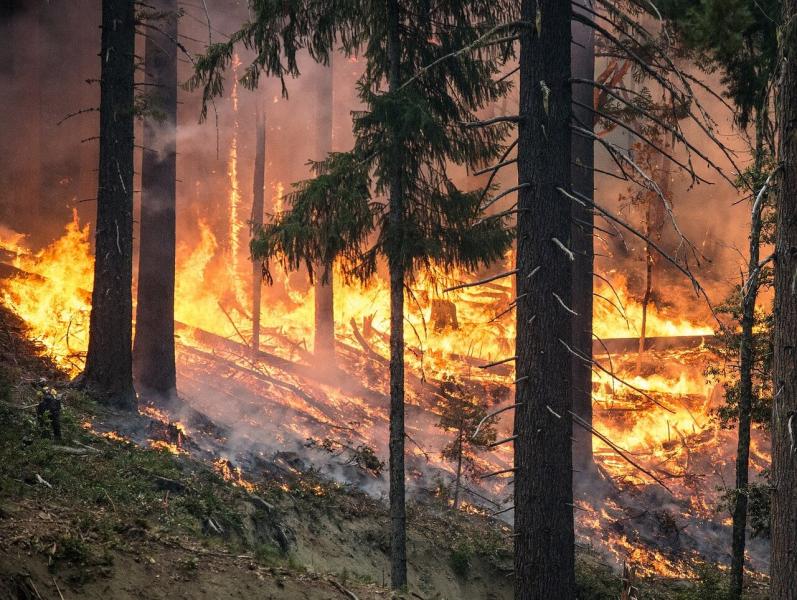 Waldbrand Waldbrand