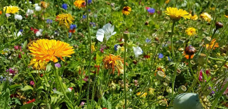Blumenwiese