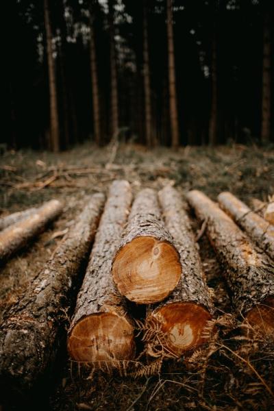 Holzschlag