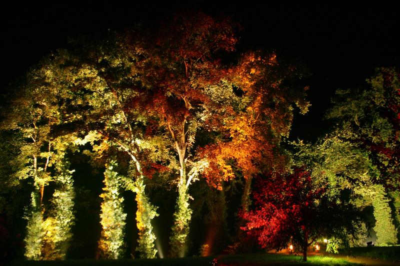 Bäume bei Nacht, die vom Boden aus beleuchtet werden