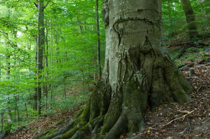 Naturwälder Kamp und Kremstal 