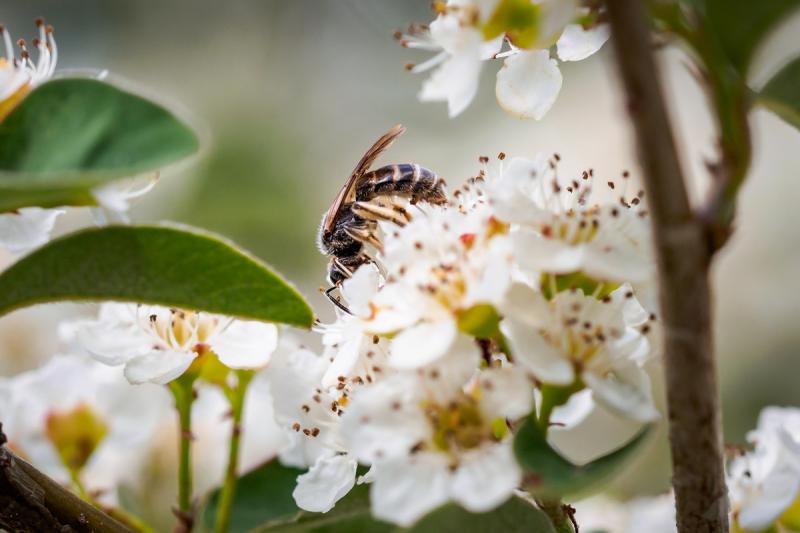 Wildbiene auf den Blüten einer Cotoneaster/Zwergmispel