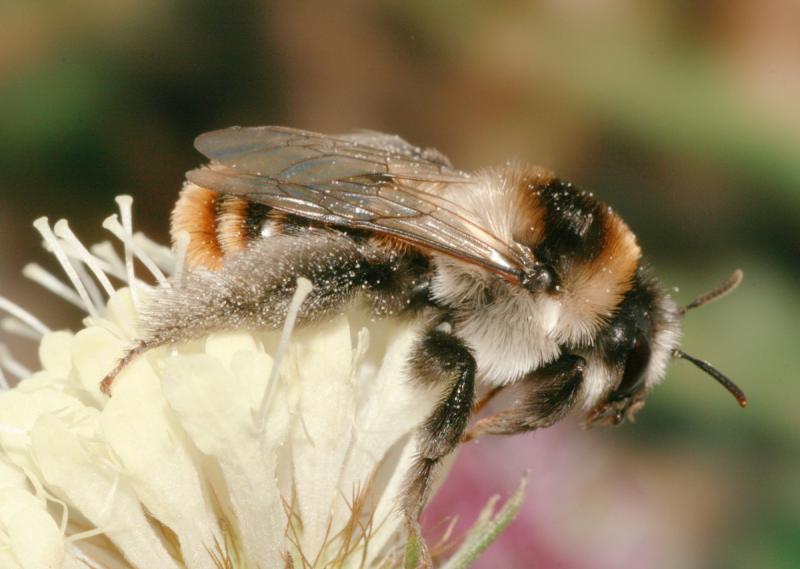Skabiosen Hosenbiene, Weibchen