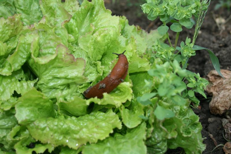 Nacktschnecke kriecht auf Blattsalat im Garten