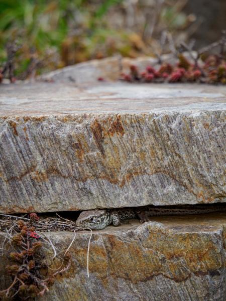 Zwischen zwei Steinen in einer Mauer schaut eine Eidechse hervor