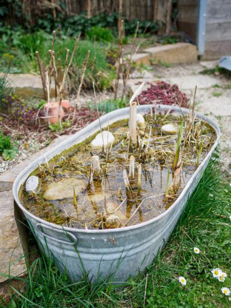 Wasser-Biotop in einem Naturgarten