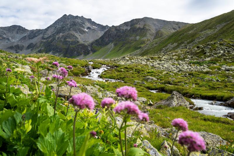 Im Vordergrund sieht man violett blühende Blumen. Sie stehen auf einer saftigen Alm, durch die ein Fluss fließt. Im Hintergrund sieht man hochalpines Gelände.