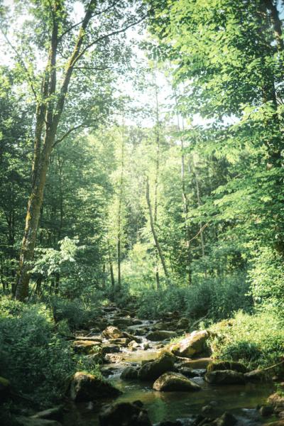 Ein dichter Naturwald, inmitten fließt ein Bach über Steine. Der Himmel ist blau.