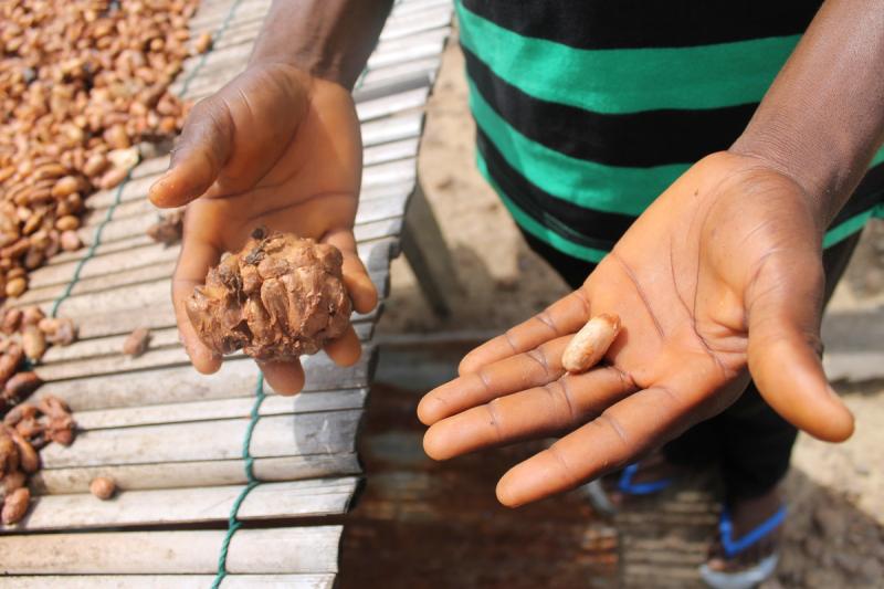 Kakaobohne und Schote werden in die Kamera gezeigt