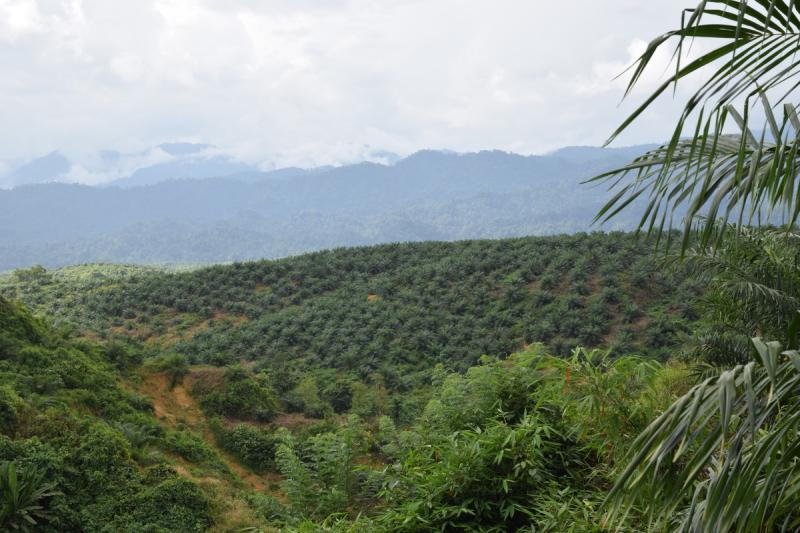 Regenwald Indonesien Palmöl
