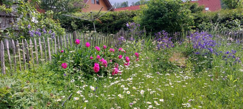 Naturgarten mit Blumen