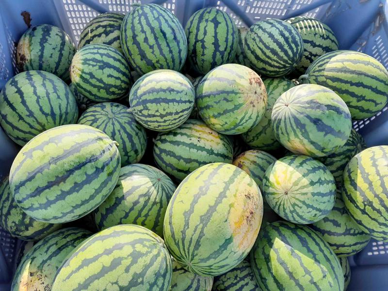 Wassermelonen mit Bodenfleck