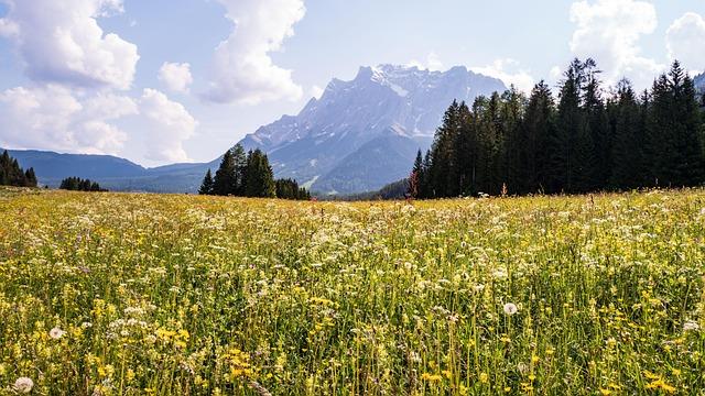 Österreichische Landschaft mit Wiese und Bergen