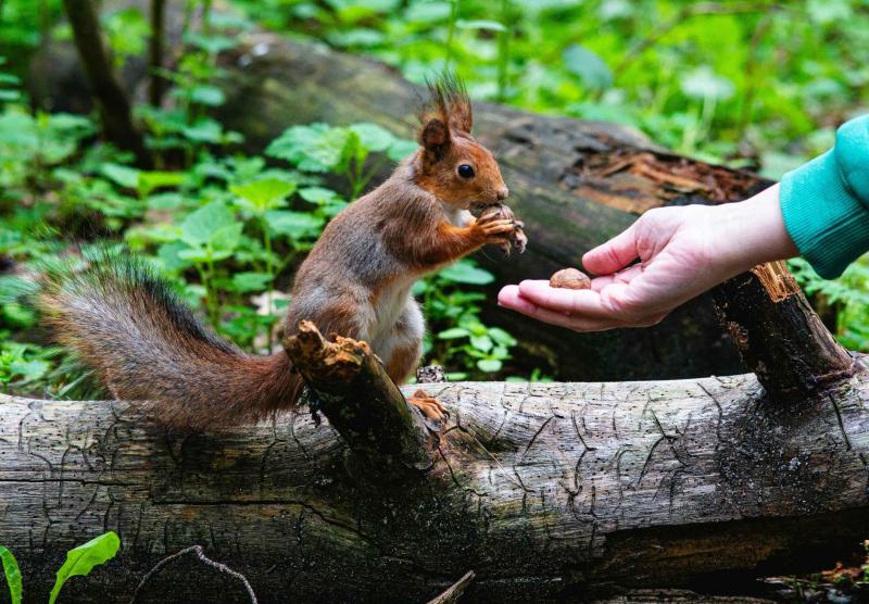 Hand bietet Eichhörnchen Nüsse an