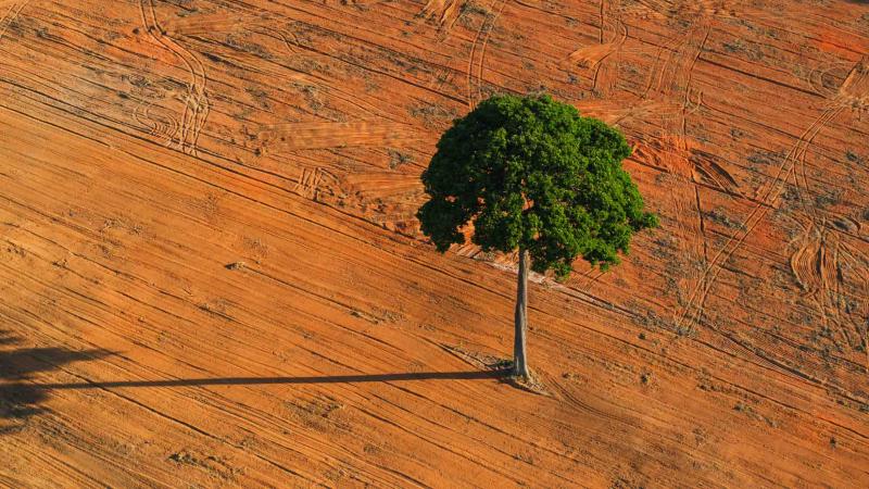 Einzelner Baum steht inmitten roter, landwirtschaftlich bebauter Erde