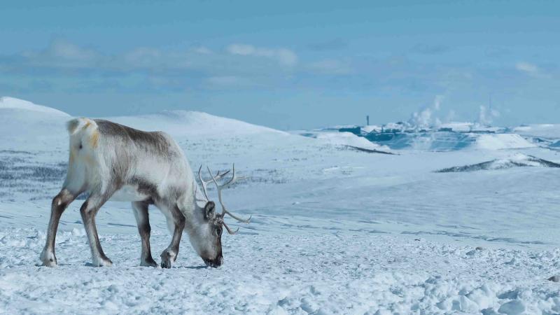 Sujet für Film Scars of Growth, auf dem ein Rentier in Schneelandschaft zu sehen ist