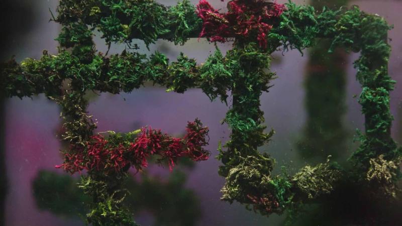 Filmsujet Outgrow The System