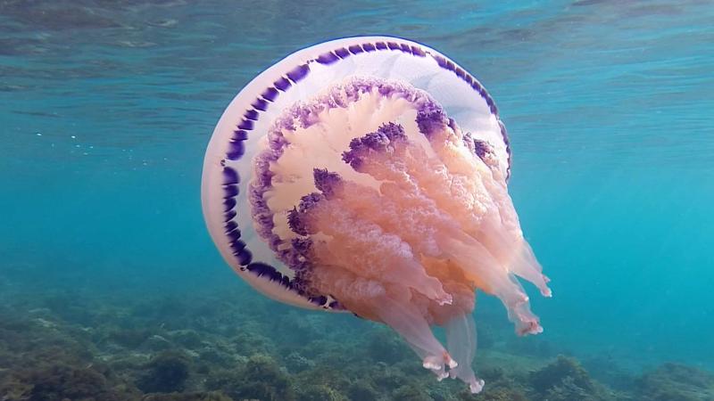 Still aus Elements Of(f) Balance