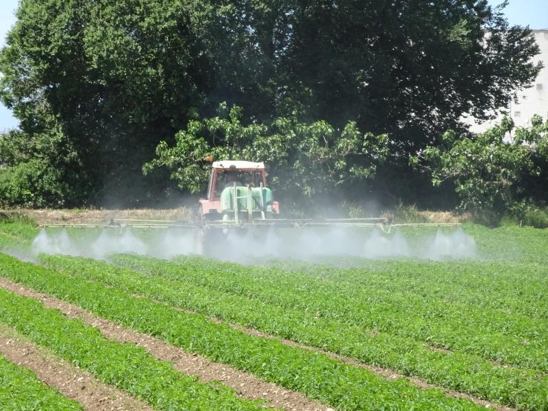 Traktor spritzt auf Feld mit grünen Pflanzen