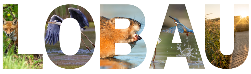 Schriftzug der Lobau gefüllt mit Tier- und Naturbildern der Lobau wie Graureiher, Rotfuchs, Bisamratte und Eisvogel.