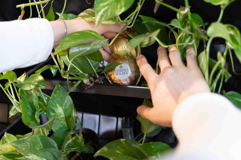 Osterhase steckt zwischen Pflanzen, 2 Hände greifen danach