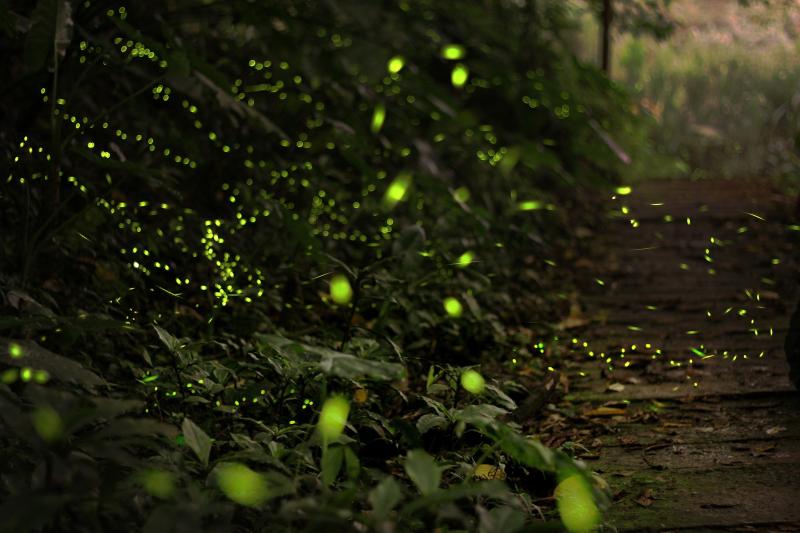 Waldweg bei Nacht mit zahlreichen leuchtenden Glühwürmchen über dem Boden