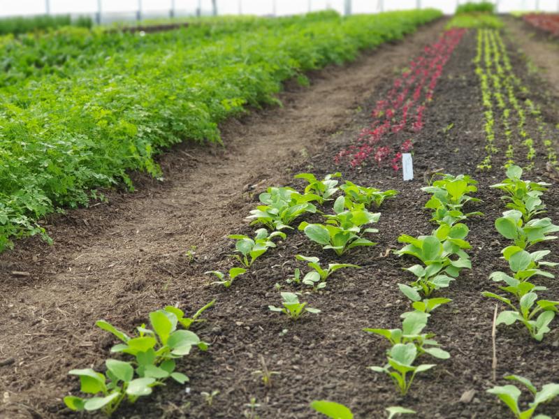 Reihen mit jungen Pflanzen auf einem Acker mit brauner Erde und grünen Blättern