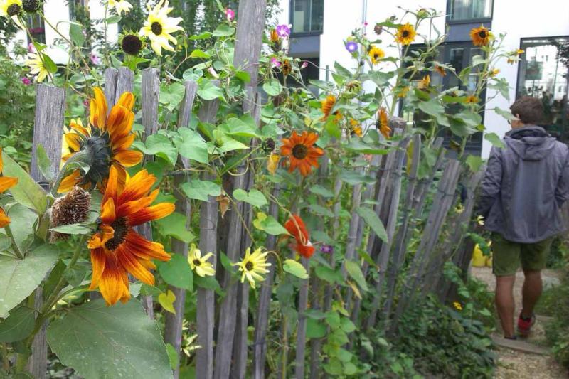 Holzlattenzaun mit blühenden Sonnenblumen und anderen Pflanzen, im Hintergrund eine Person und ein Gebäude