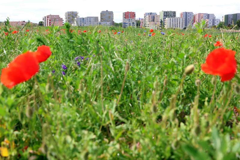 Wiese mit zwei roten Mohnblumen im Park der Artenvielfalt, in der Ferne urbane Wohngebäude